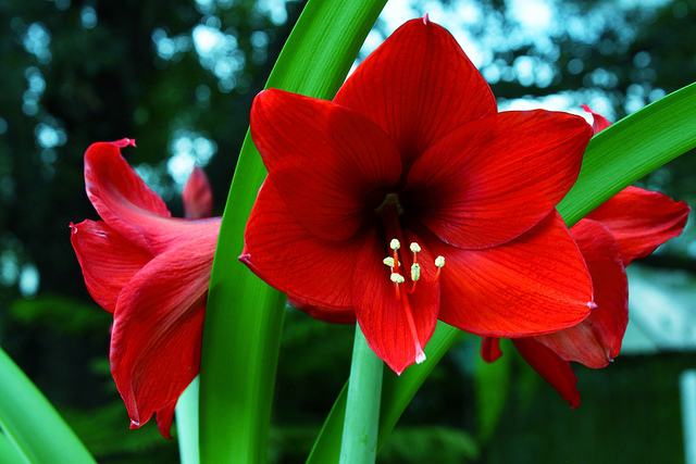 Flores para jardim: 40 tipos para você escolher - Total Construção