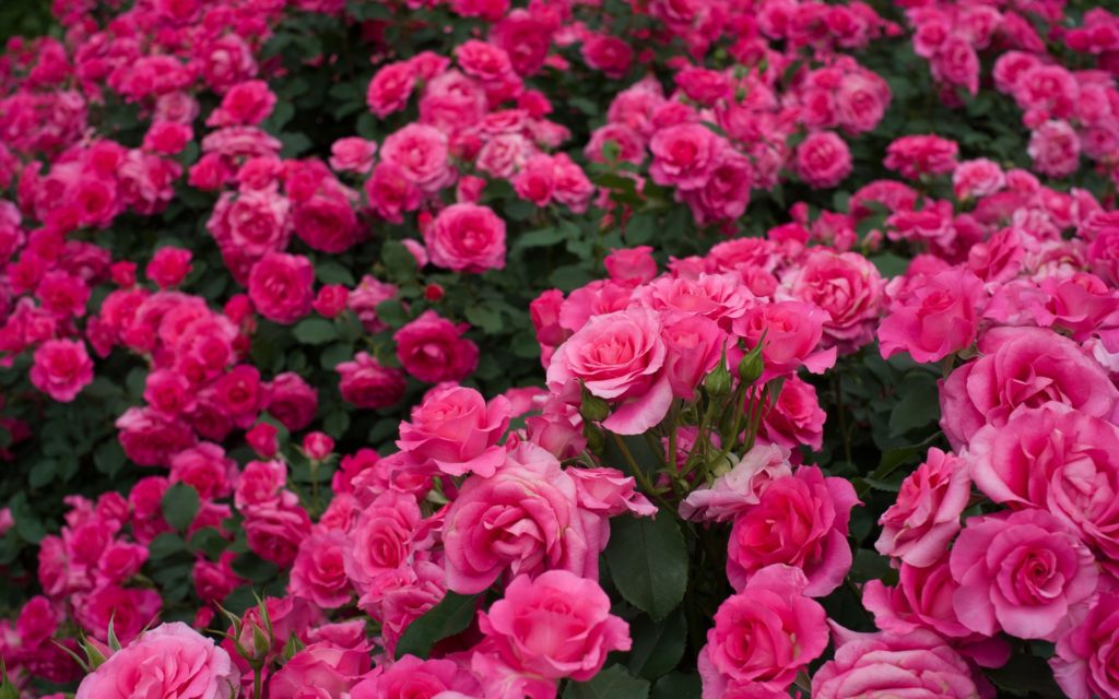 Em Um Jardim Todas As Flores Menos Duas São Rosas - FDPLEARN