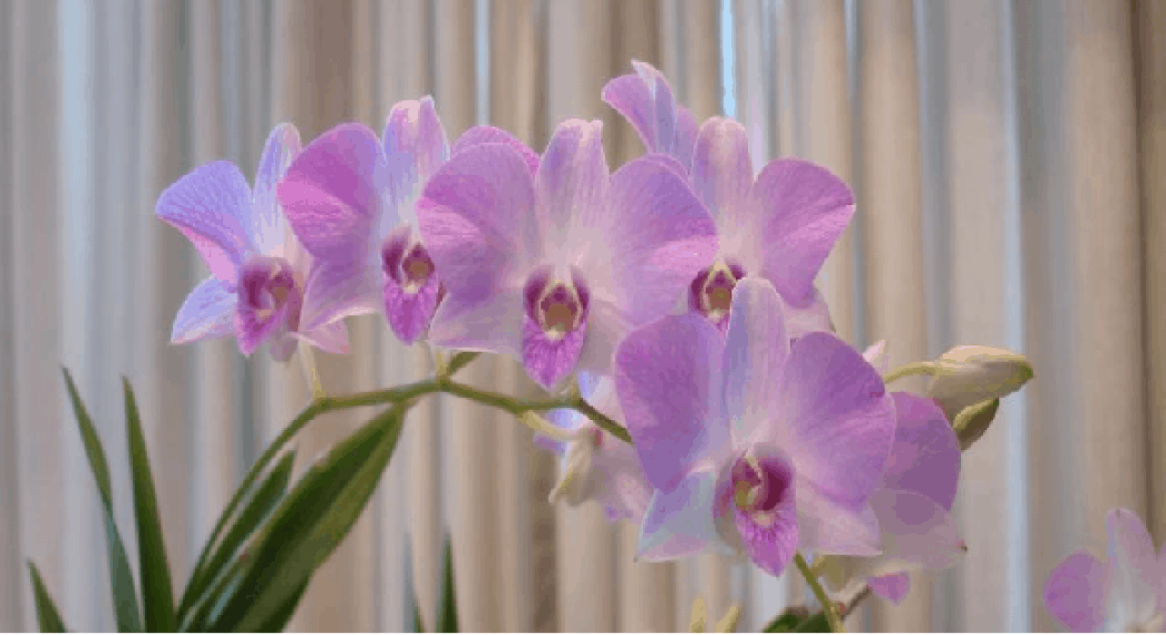 É perfeitamente possível aprender como cuidar de orquídeas em apartamento.