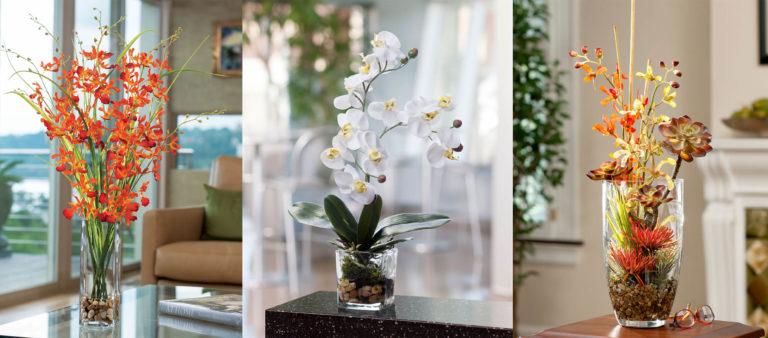 como cuidar de orquídeas em apartamento