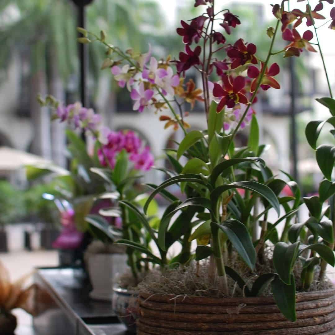 Existem algumas dificuldades de como cultivar orquídeas em apartamento que precisam ser superadas para obter sucesso.