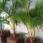 Palmeira Areca 3