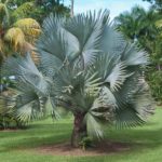 como plantar palmeira fenix Luxo Palmeiras Todos Tipos Plantas Em Geral Plantas para Jardim no