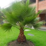 Palmeira Washingtonia 2