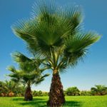 Palmeira Washingtonia 4