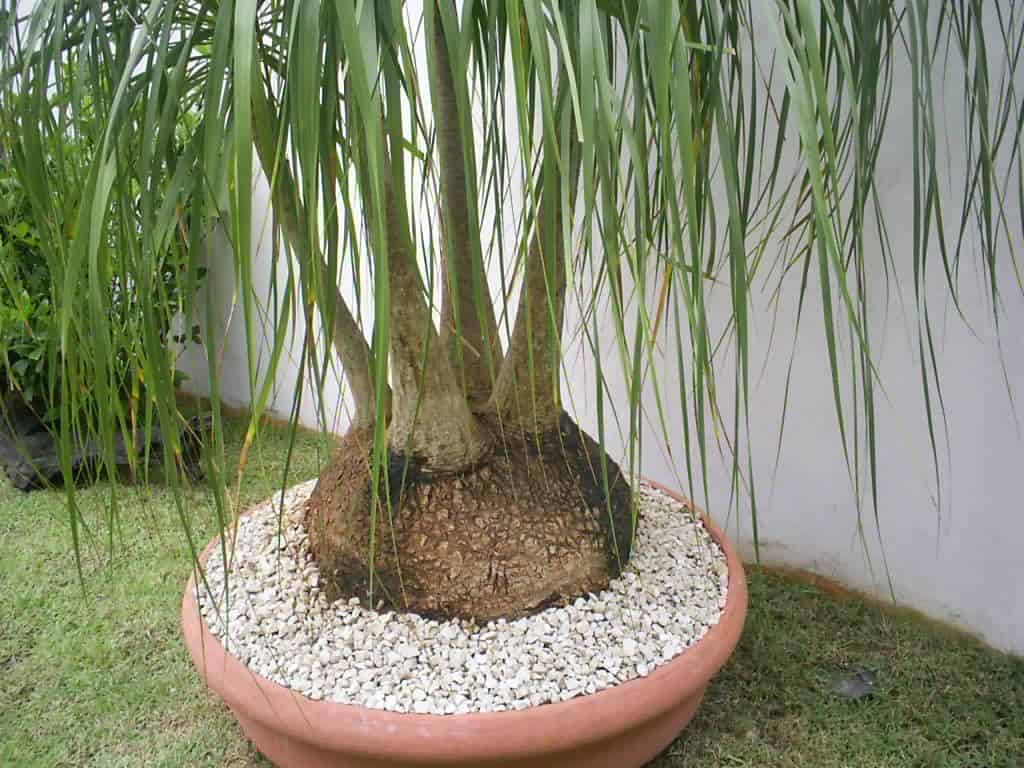 Planta de jardim Pata de elefante