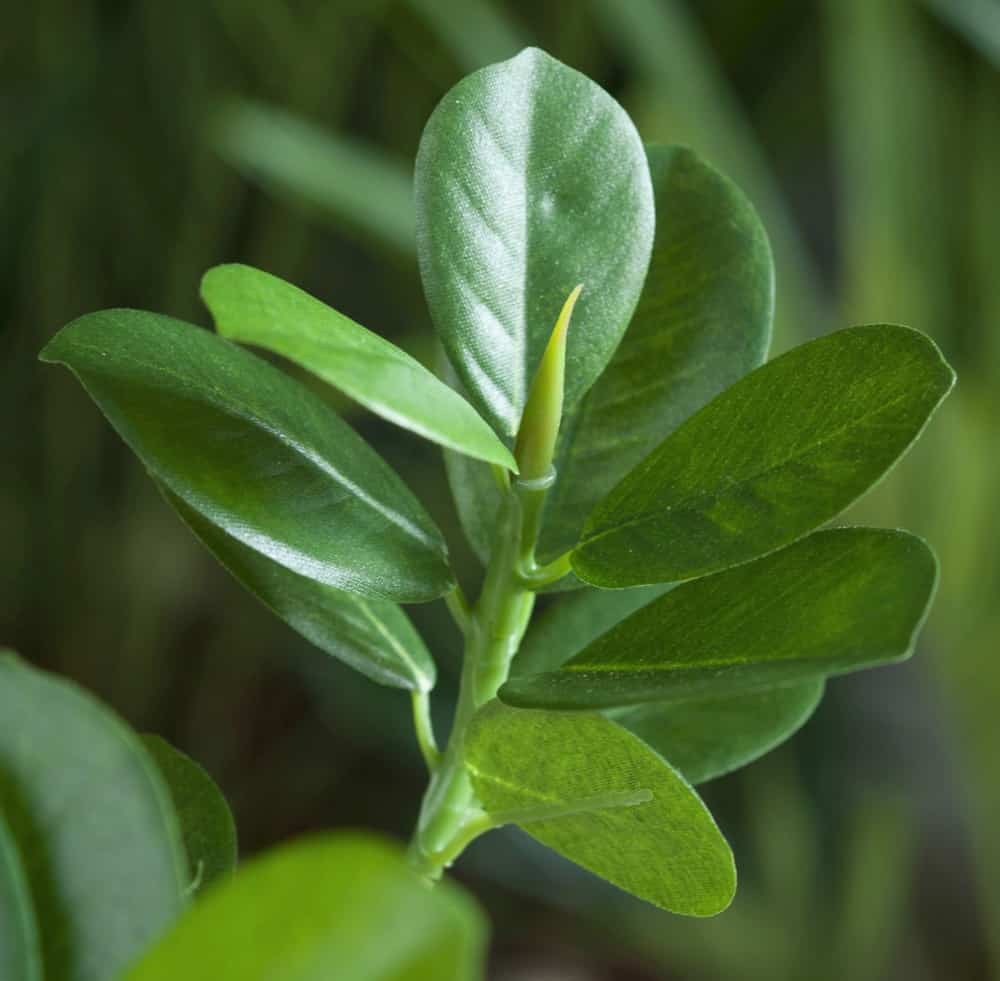 Planta para jardim Ficus