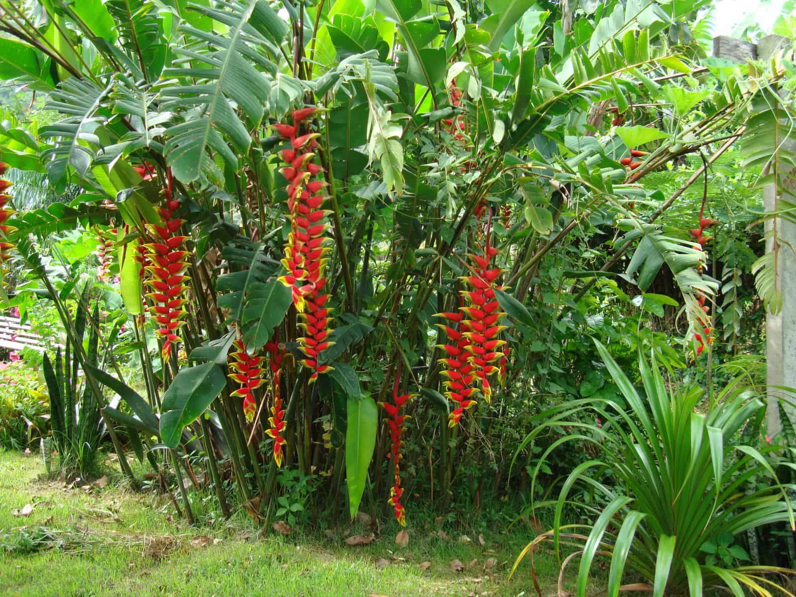 Planta para jardim Helicônia