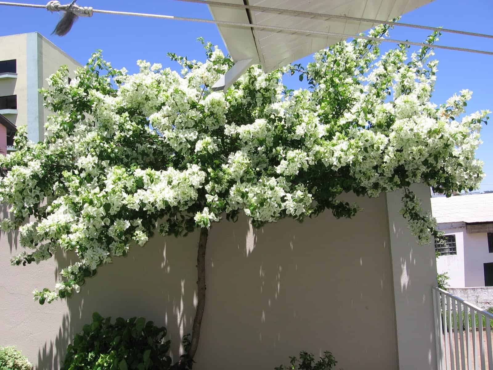 Plantas de jardim Primavera