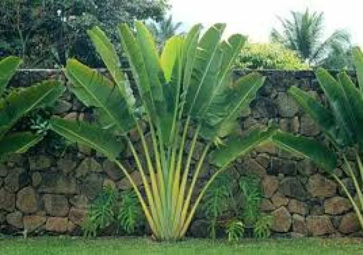 Plantas de jardim Árvore-do-viajante