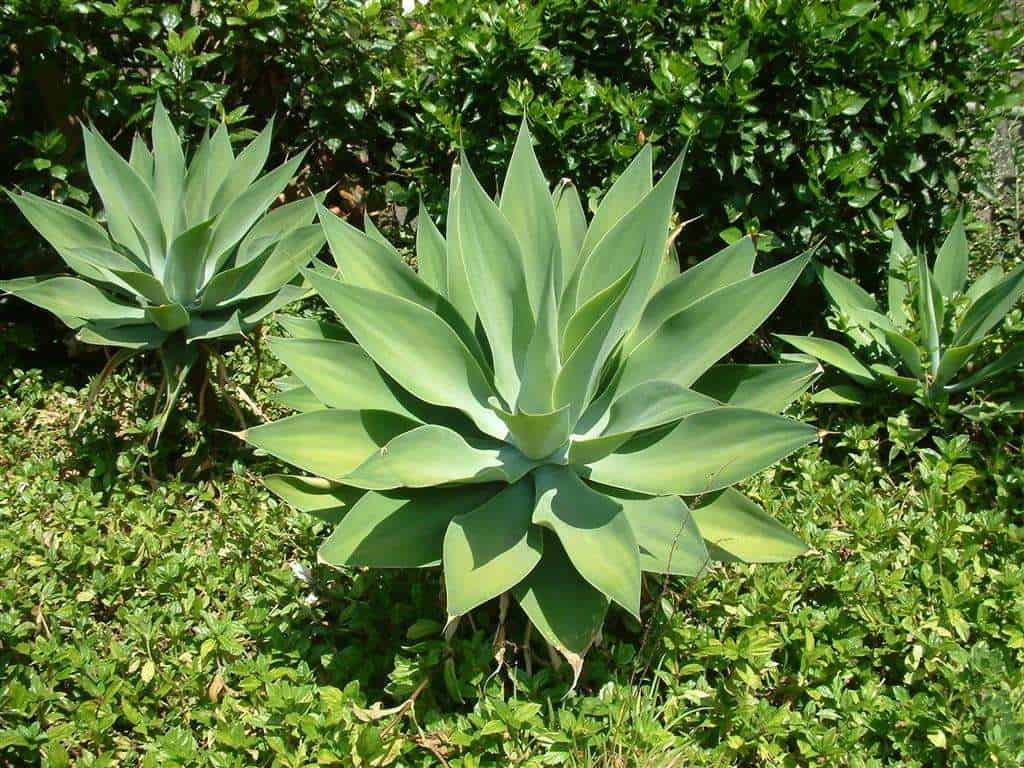 Plantas para jardim Agave