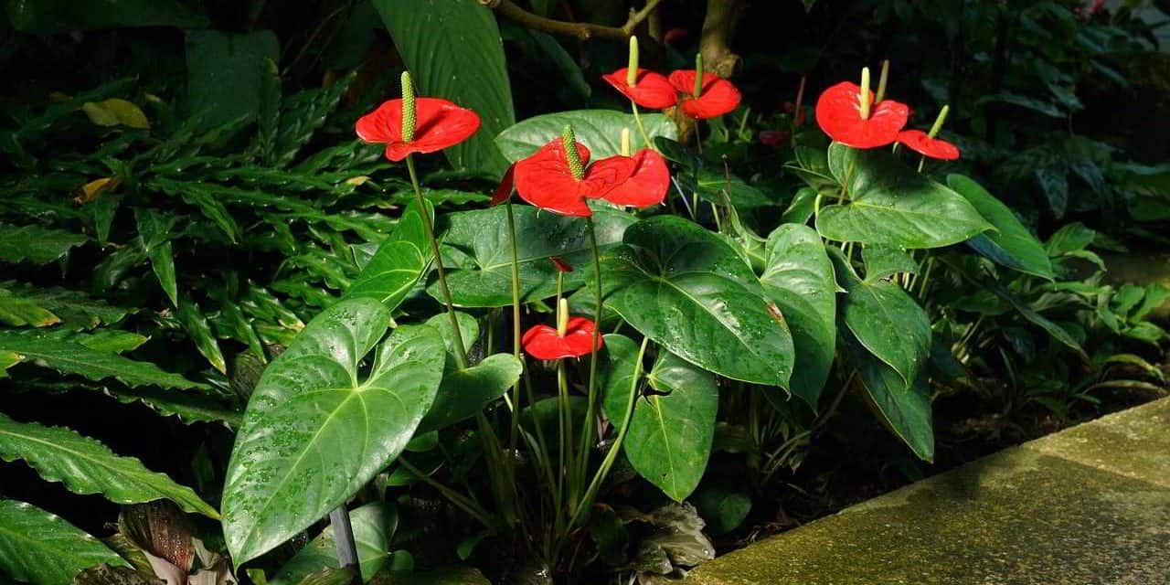 Plantas para jardim Antúrio