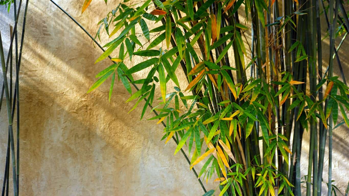 Plantas para jardim Bambu