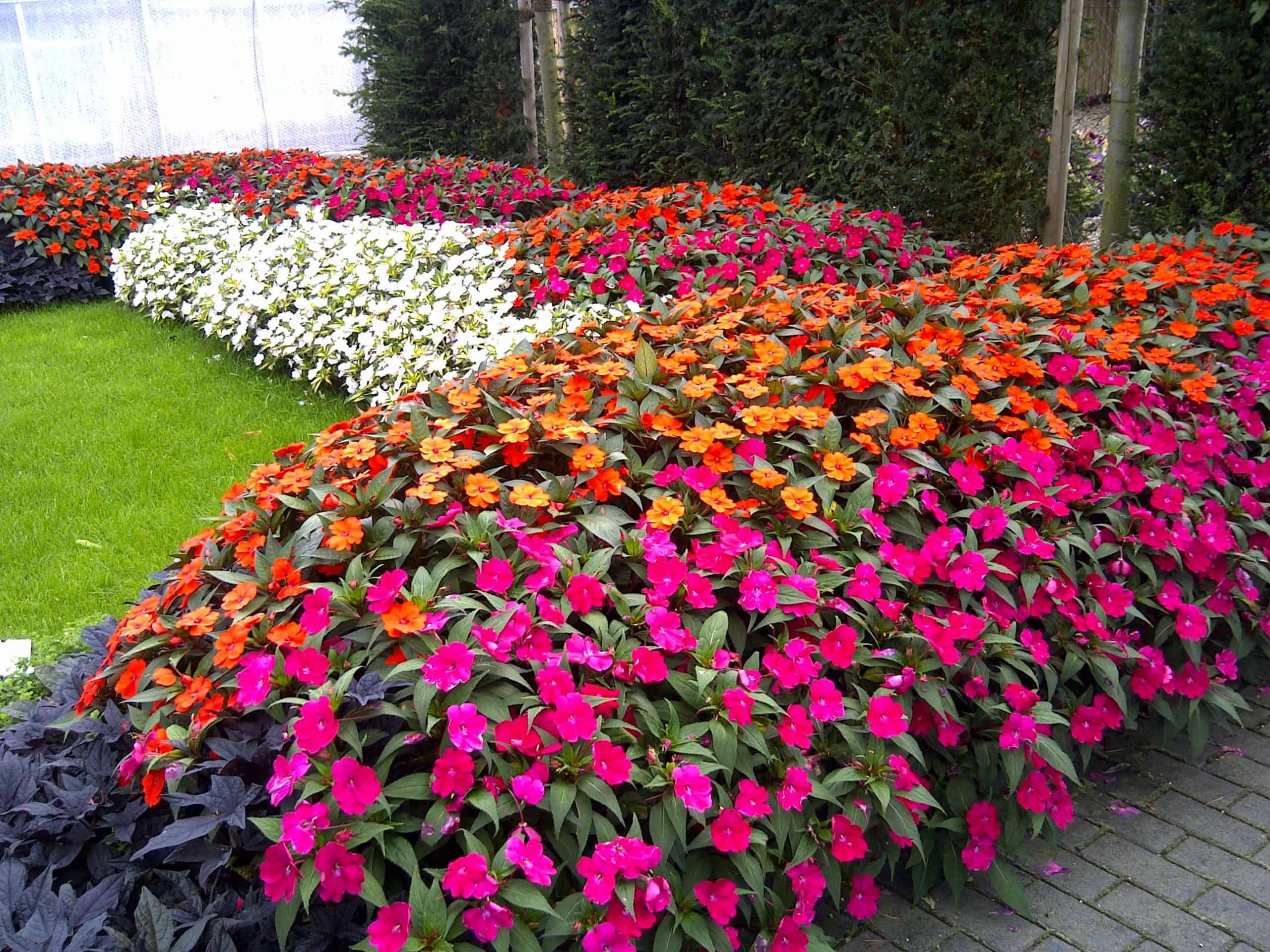 Plantas para jardim Beijo SunPatiens