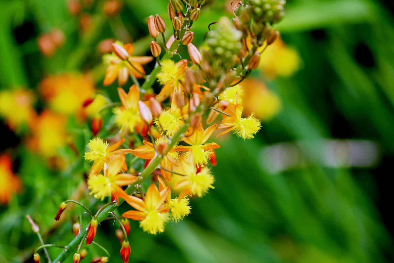 Plantas para jardim Bulbine