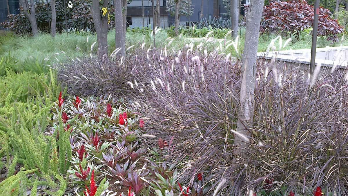 Plantas para jardim Capim do Texas