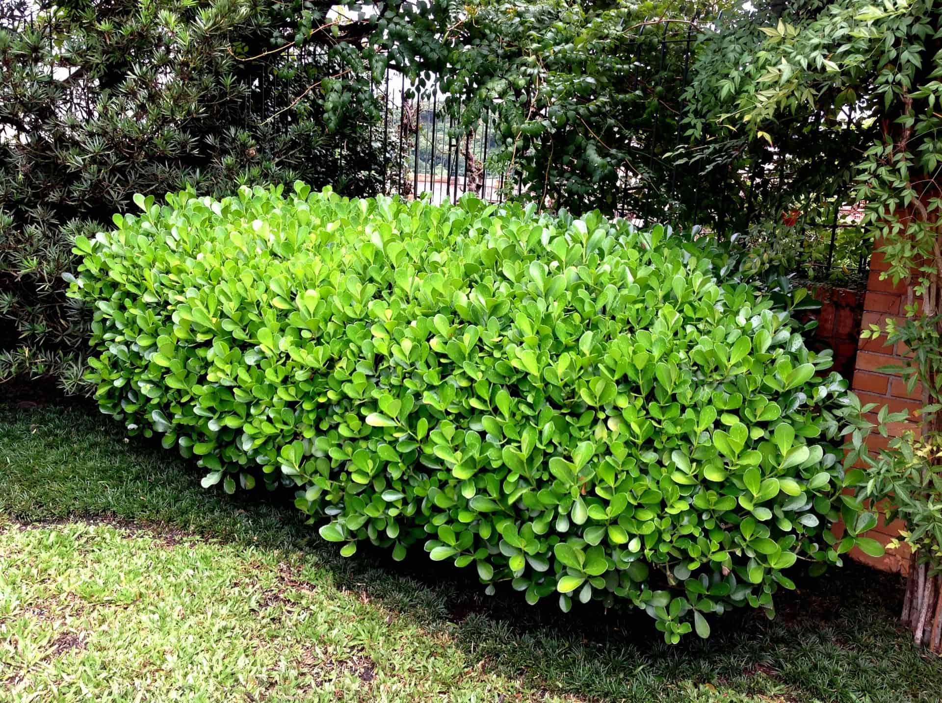 Plantas para jardim Clúsia