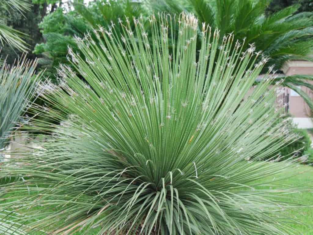 Plantas para jardim Dasilírio