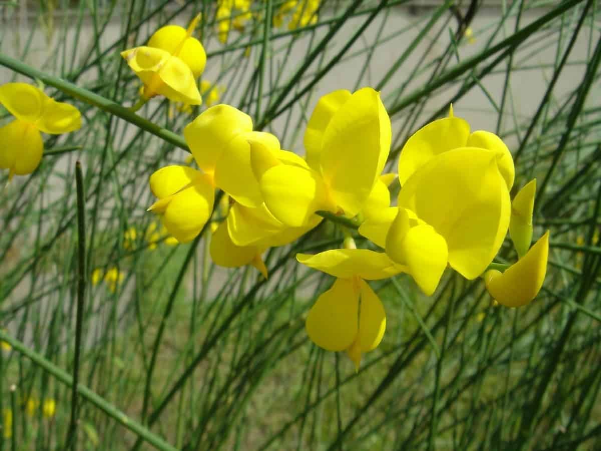 Plantas para jardim Giesta