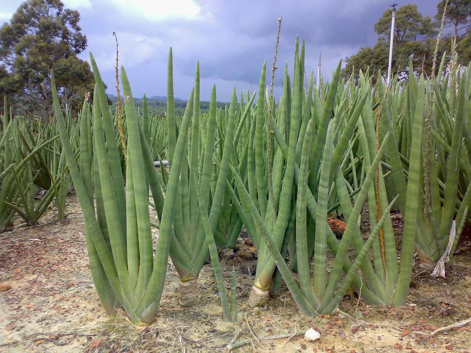 Plantas para jardim Lança-de-São-Jorge