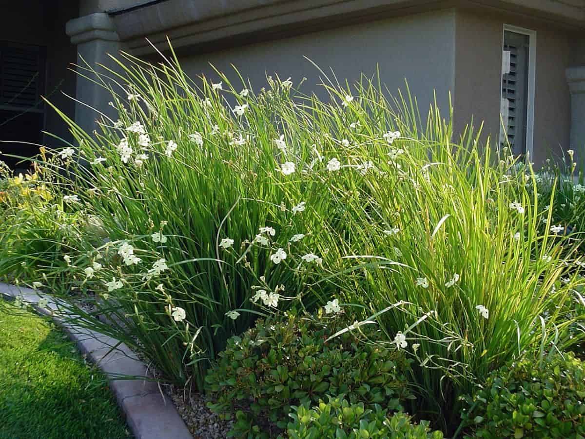 Plantas para jardim Moreia