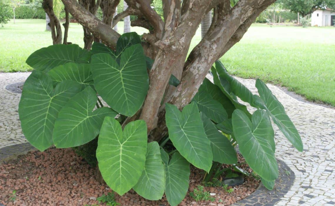 Plantas para jardim Orelha-de-elefante