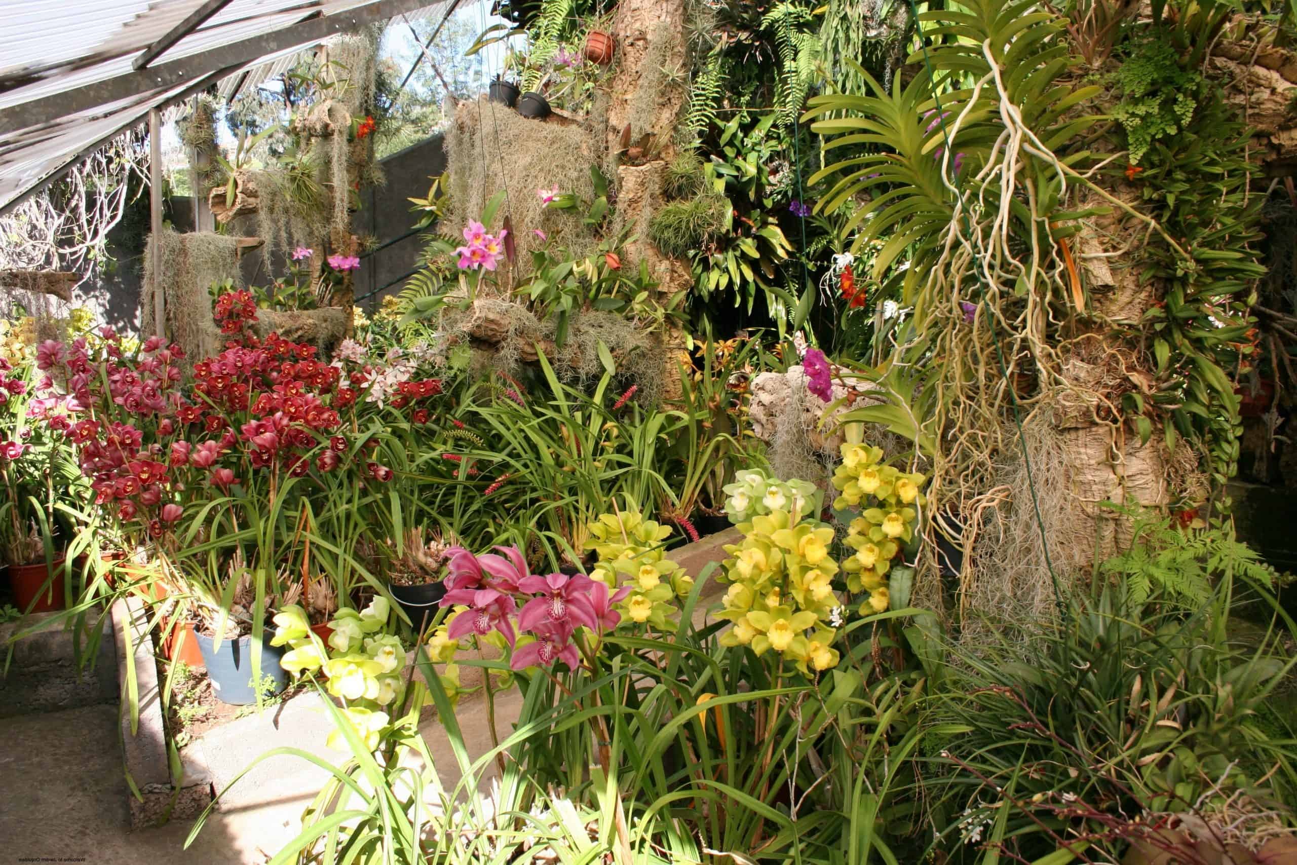 Plantas para jardim Orquídeas