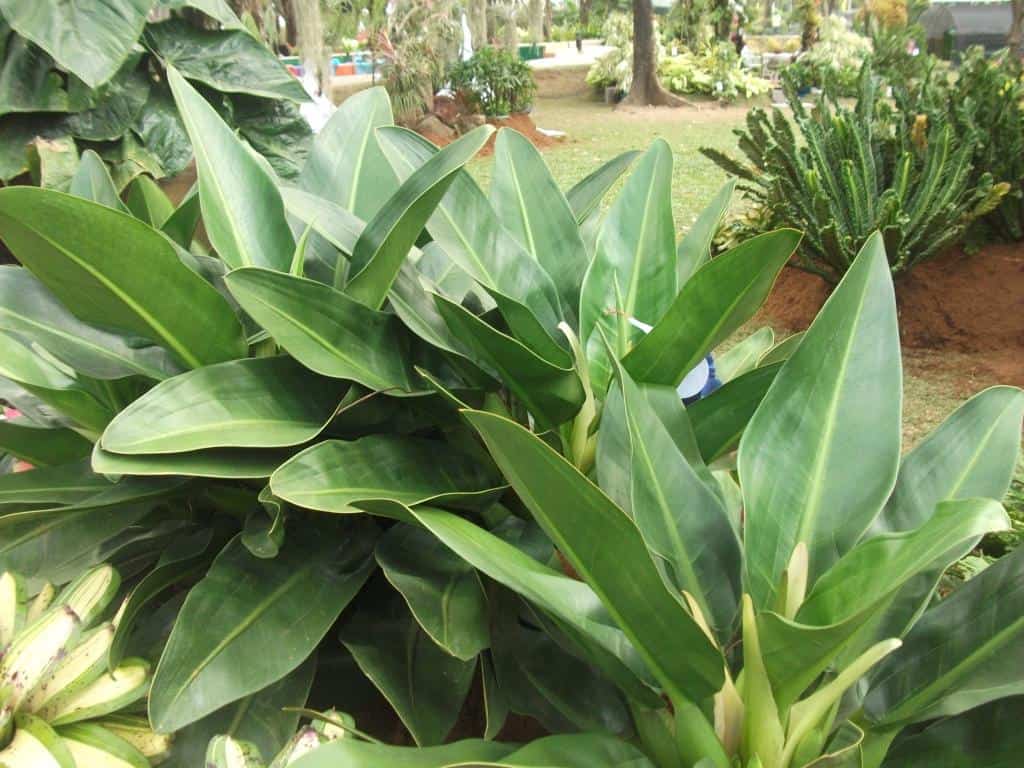 Plantas para jardim Pacová