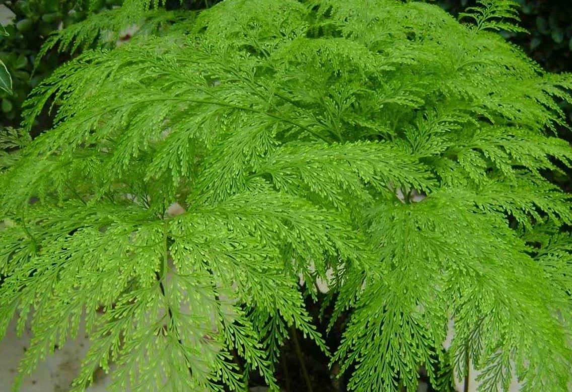 Plantas para jardim Renda Portuguesa