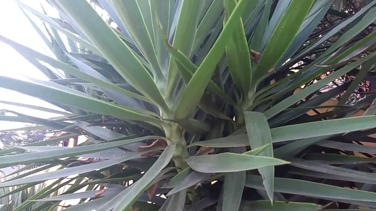Plantas para jardim Yucca