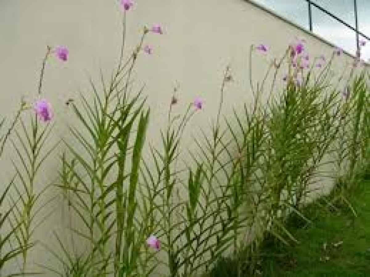Plantas para jardim orquidea bambu