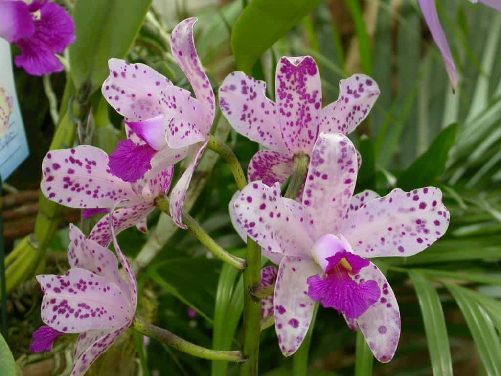 Tipos de orquídeas: Cattleya amethystoglossa