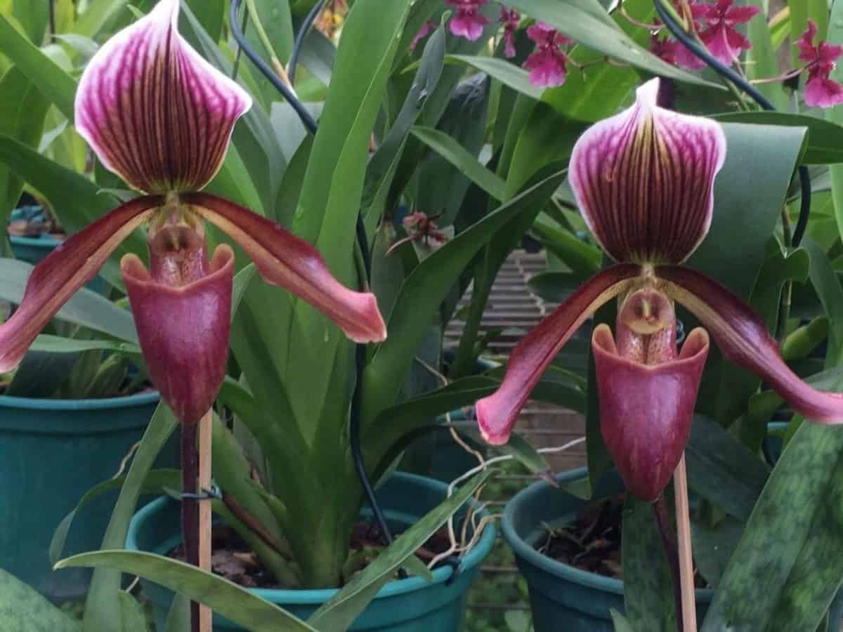 Tipos de orquideas: Paphiopedilum maudiae coloratum