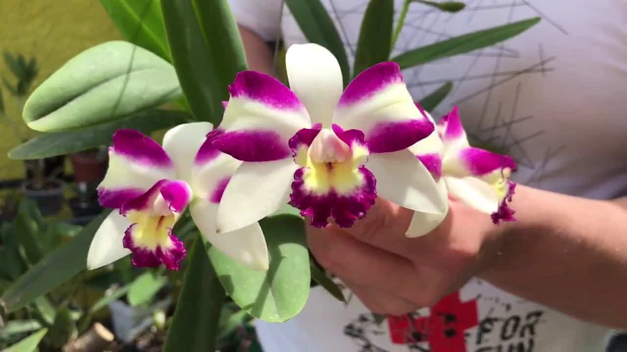 Tipos de orquídeas dendrobium aggregatum