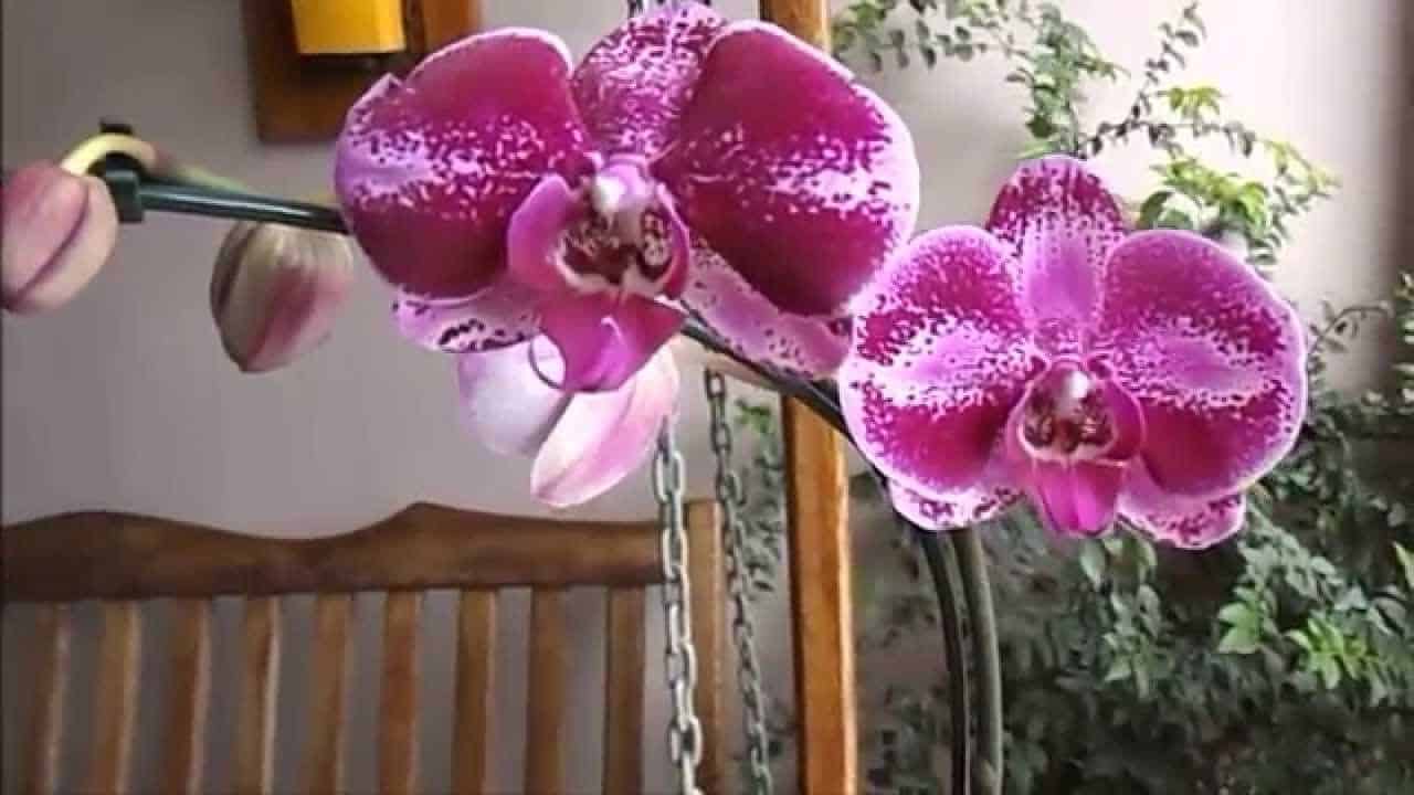 tipos de orquídeas: phalaenopsis