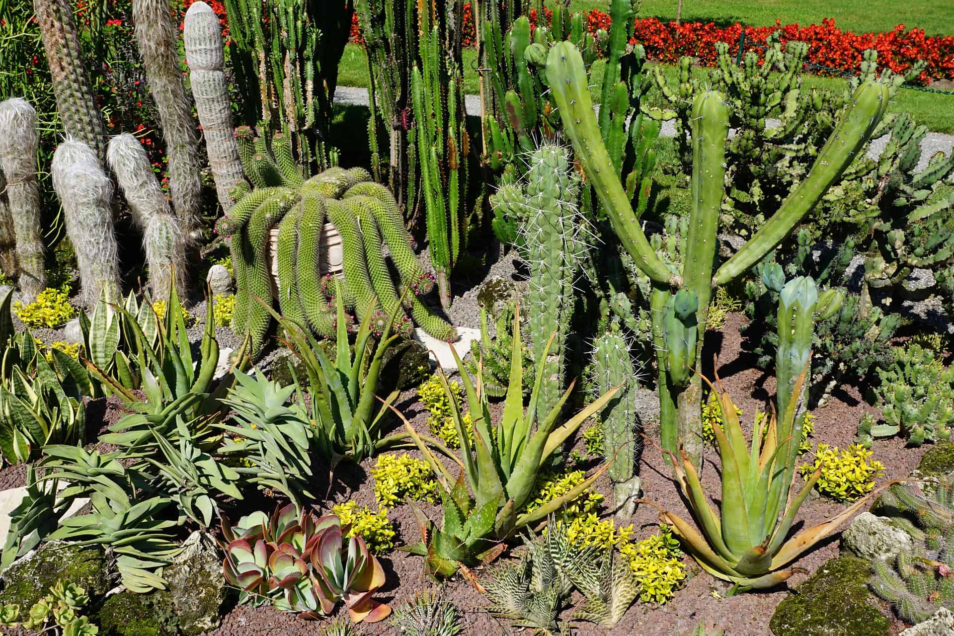 plantas para jardim cactos