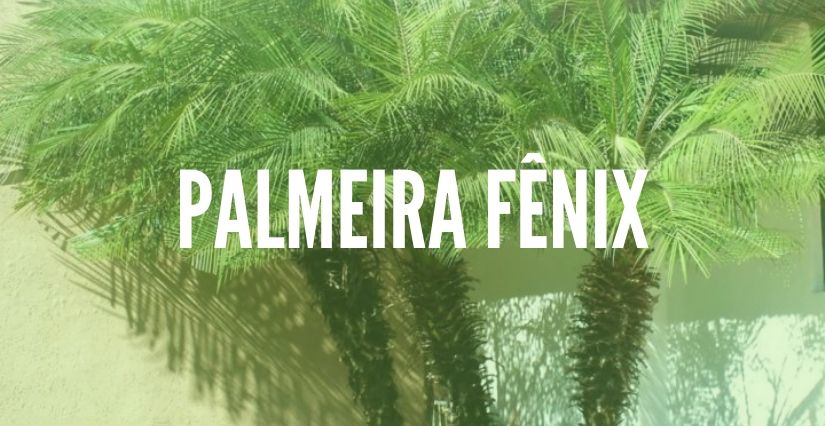 palmeira fenix