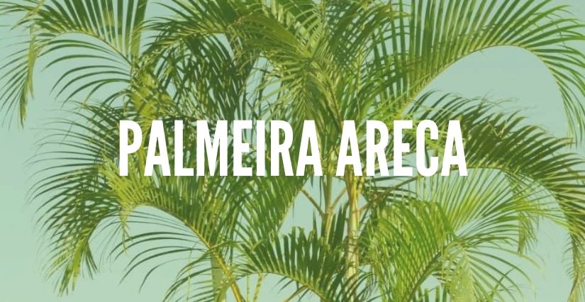 Palmeira Areca