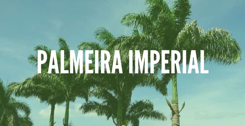 palmeira imperial