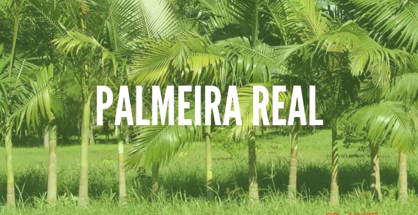 Palmeira Real