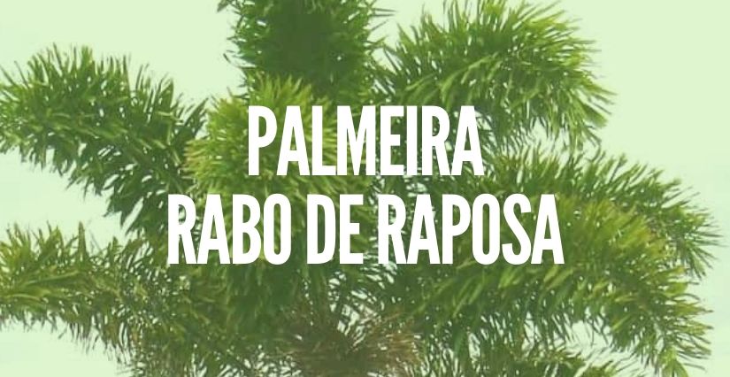 Palmeira Rabo de Raposa