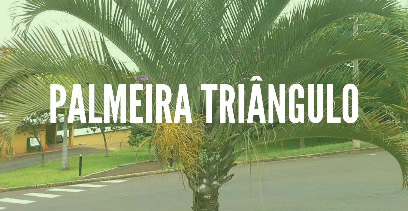 Palmeira triângulo