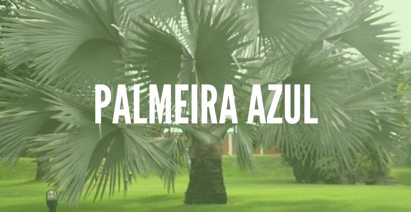 Palmeira Azul