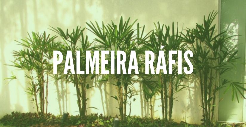 Palmeira Ráfis