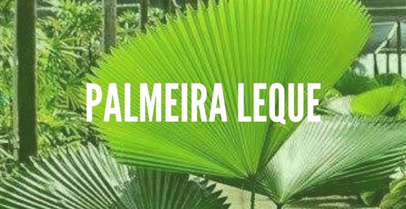 Palmeira Leque