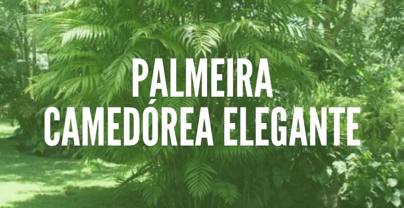 Palmeira Camedórea Elegante