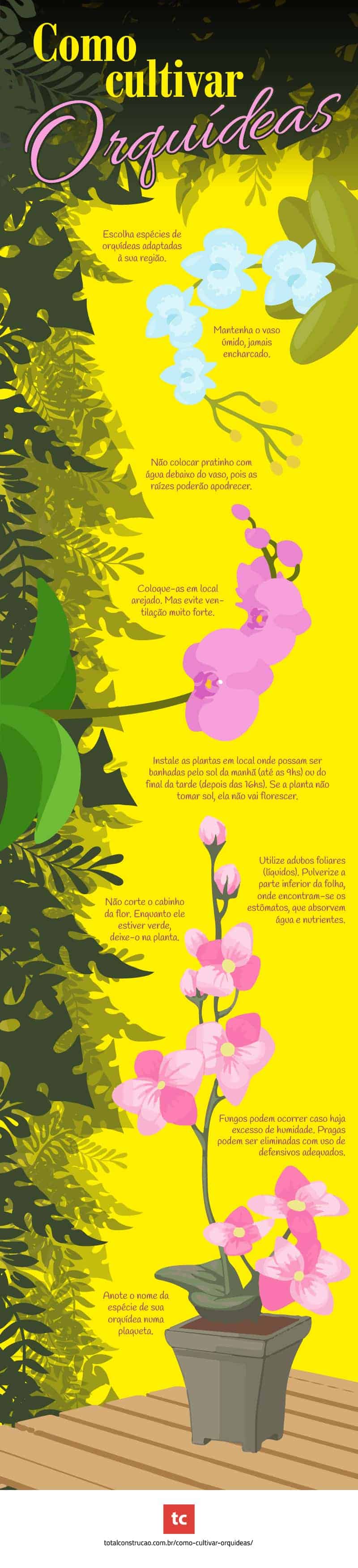 infografico de orquidea