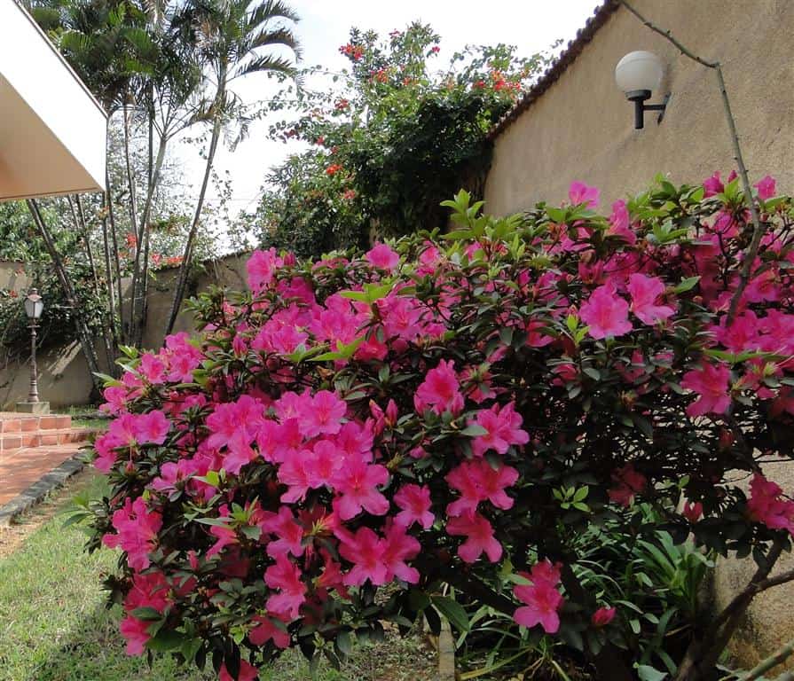 Plantas que se adaptam melhor ao clima frio - TC