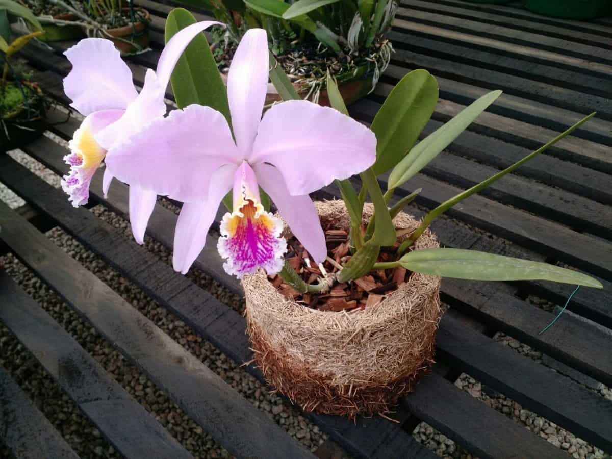 Como Plantar Orquídeas? Veja O Passo A Passo - TC