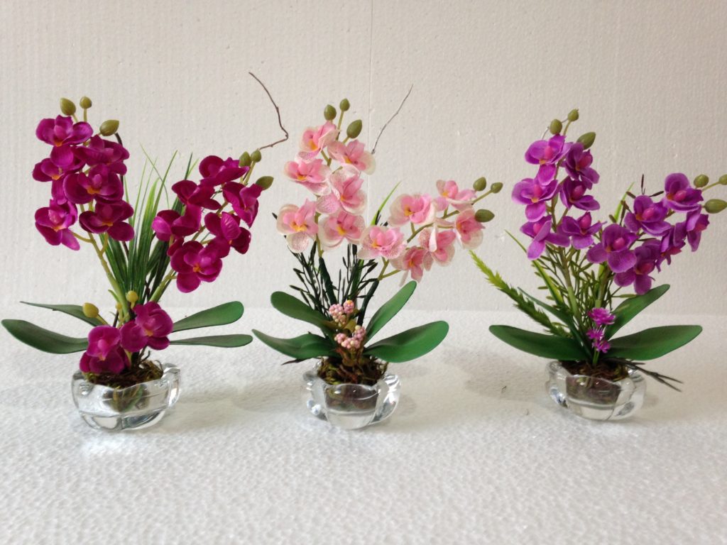 Mini Orquídeas: Como Cuidar? Guia Completo! - TC